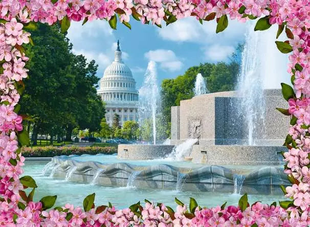 500 pc Washington Blossoms