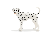Dalmation