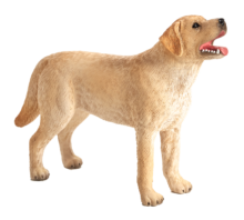 Labrador