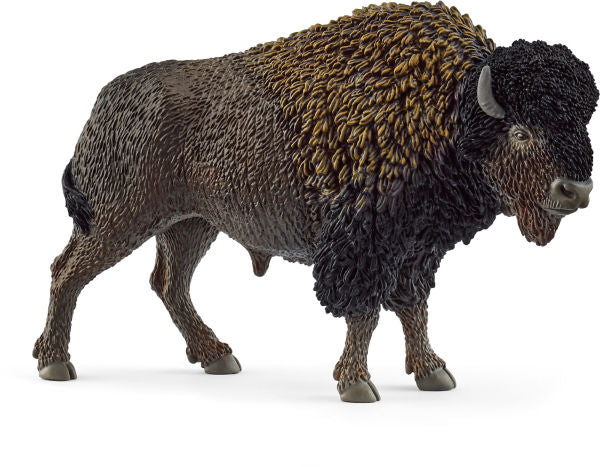 Bison