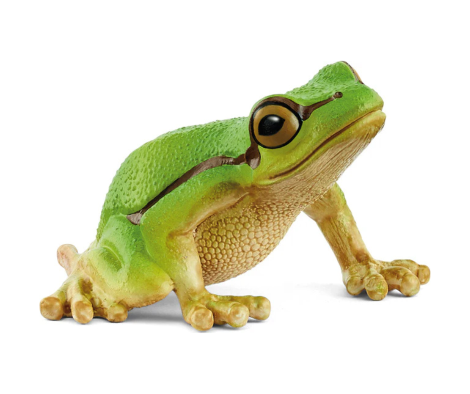 European Tree Frog
