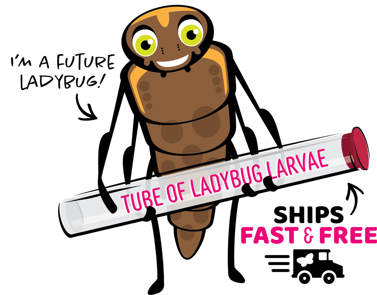 Ladybug Land with Prepaid Voucher