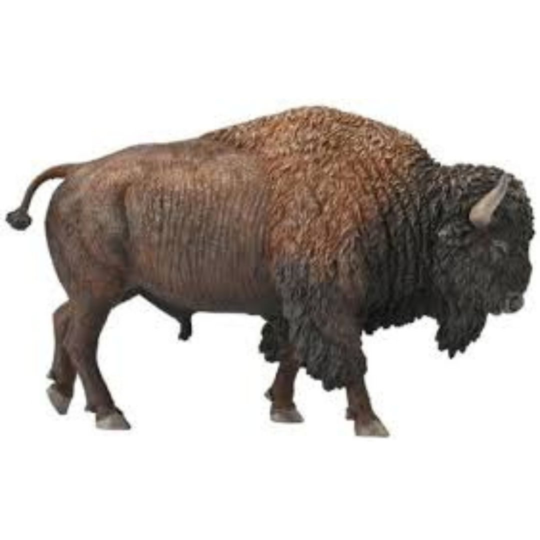 American Bison/Buffalo