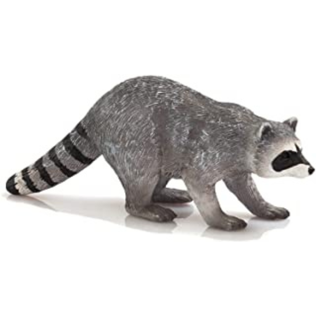 Racoon