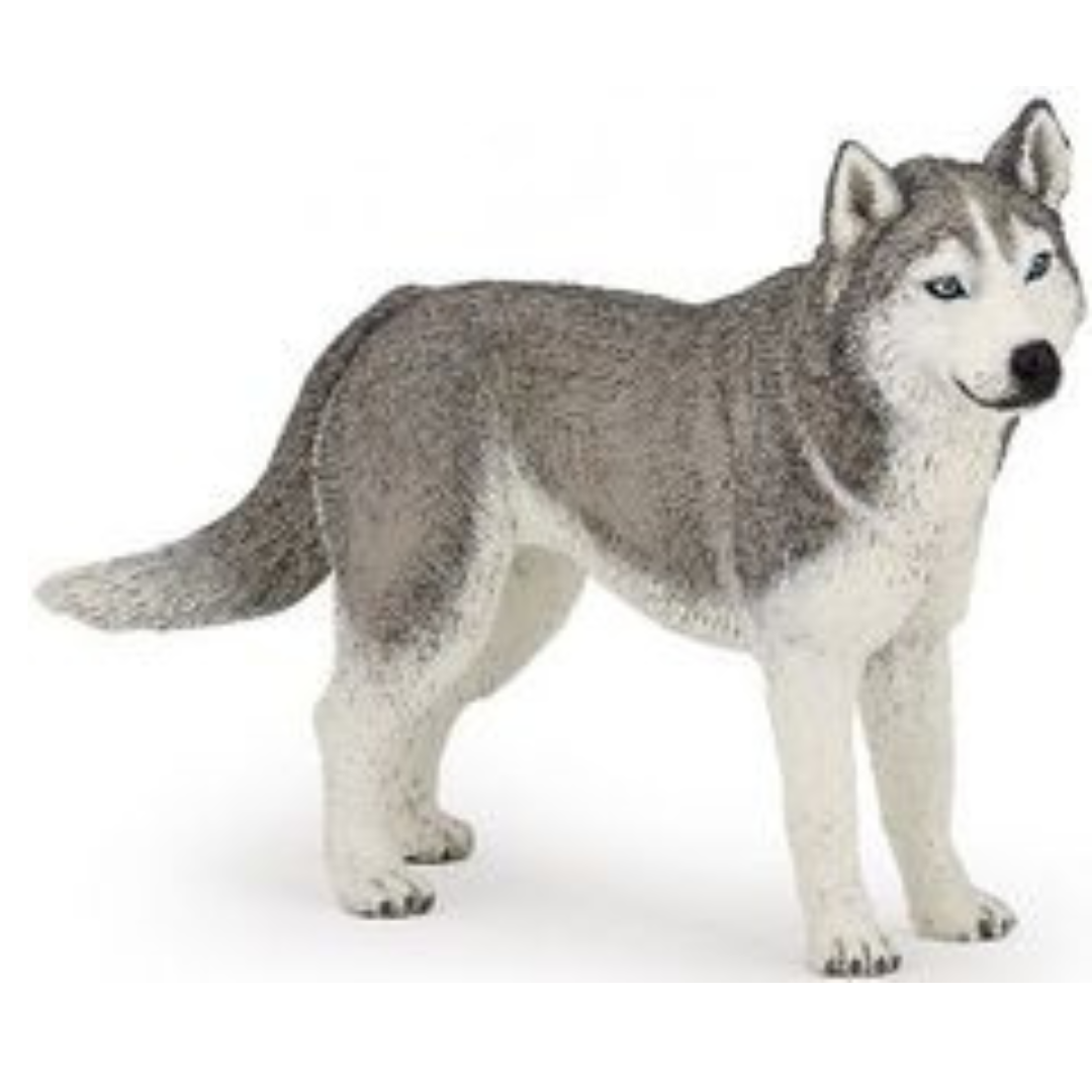 Siberian Husky Papo
