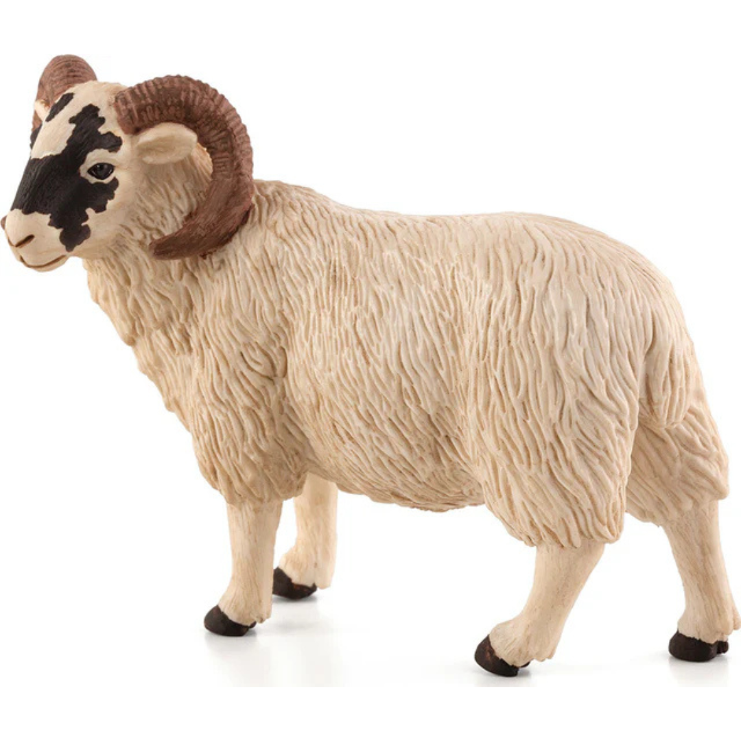 Black Faced Sheep (Ram)