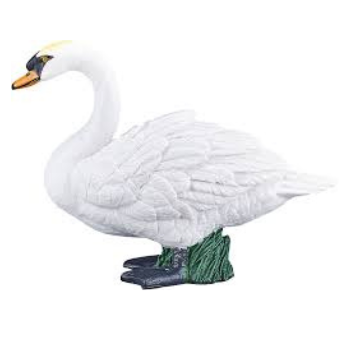Mute Swan