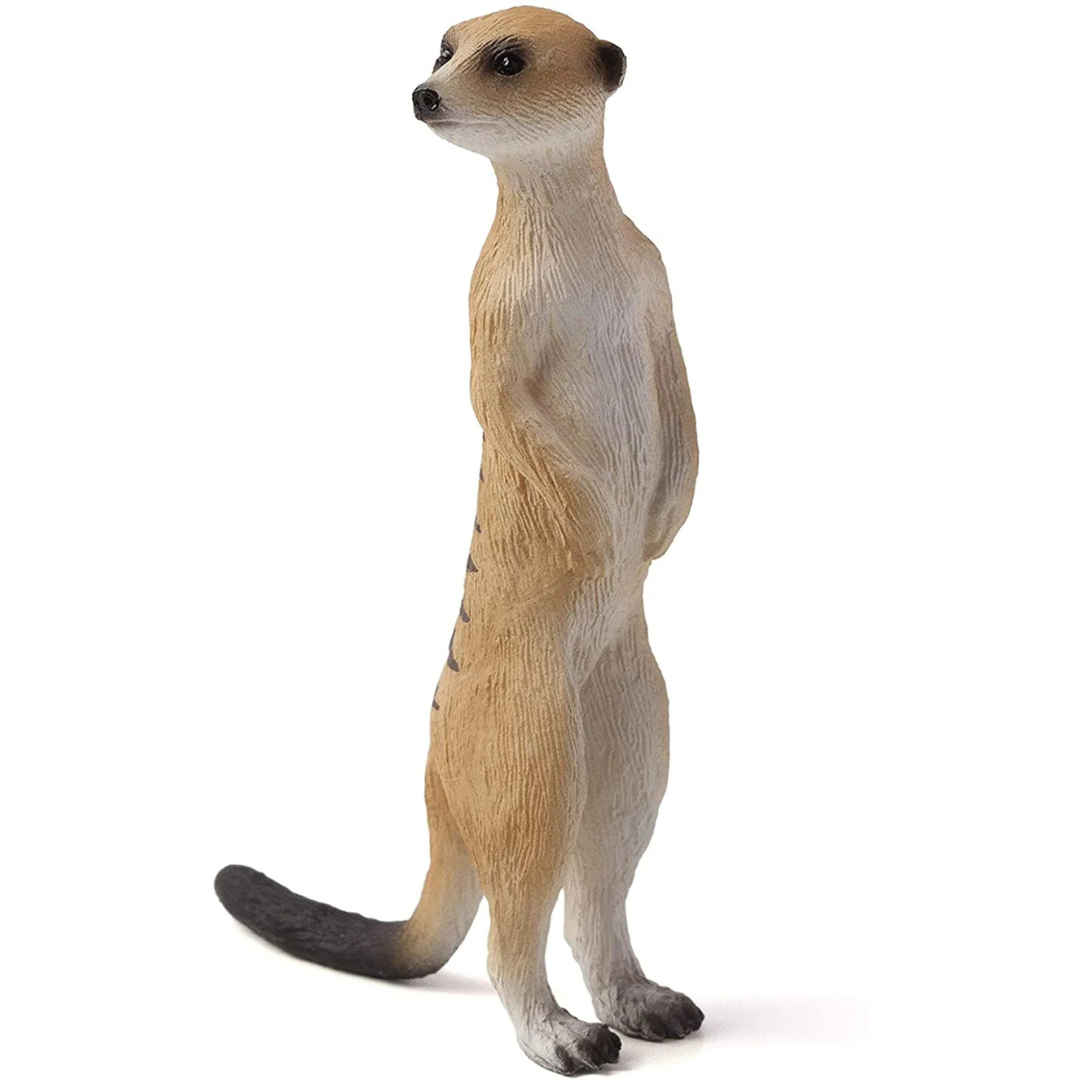 Meerkat