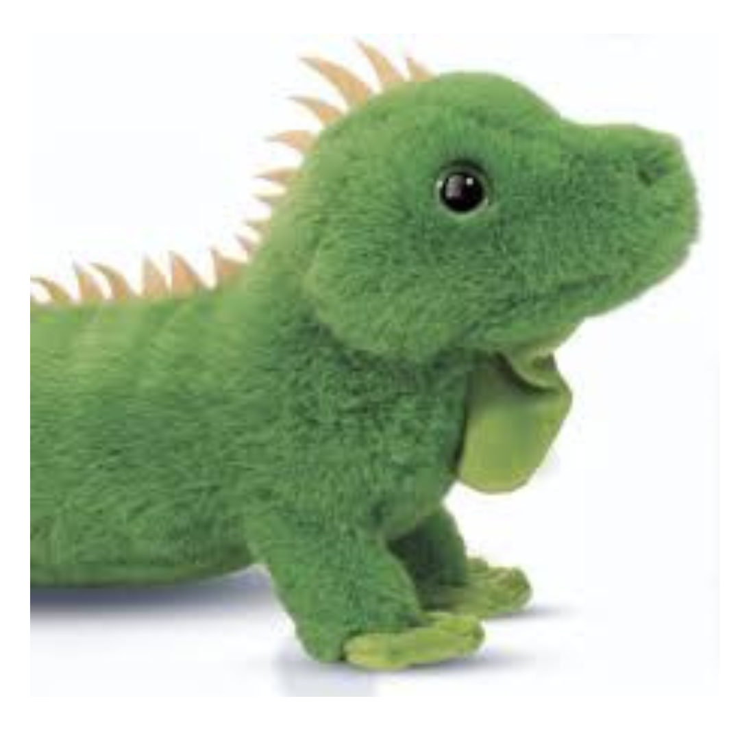 Buddie Iguana