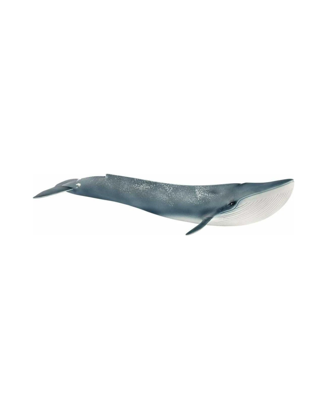 Blue Whale