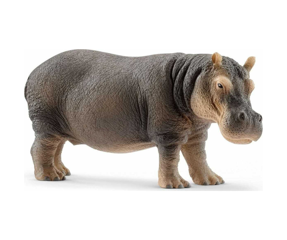 Hippopotamus
