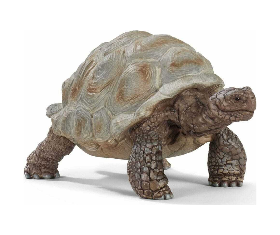 Giant Tortoise