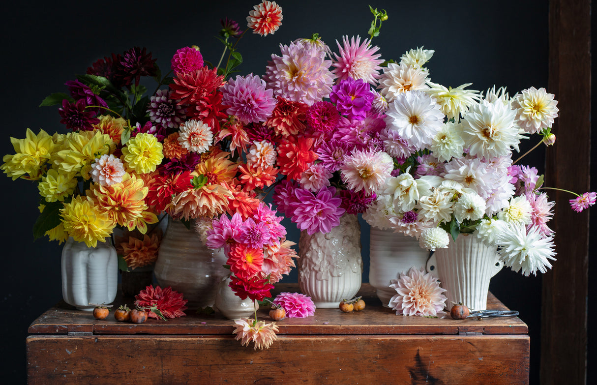 750 piece Dahlias Puzzle