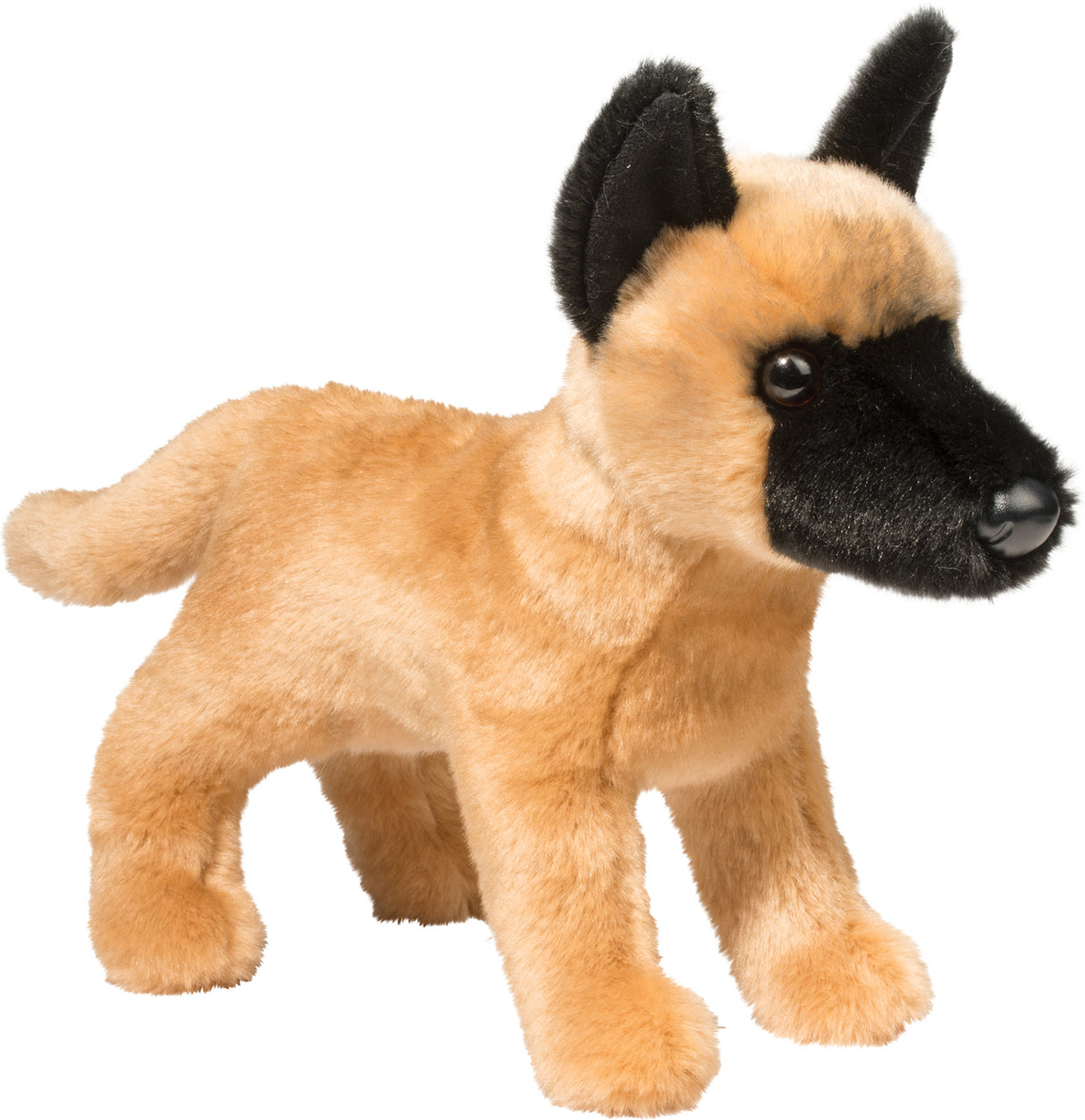 Klaus Belgian Malinois