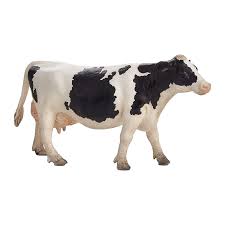 Holstein Cow