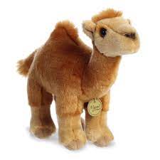 Miyoni Dromedary Camel