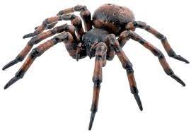 Papo Common Spider