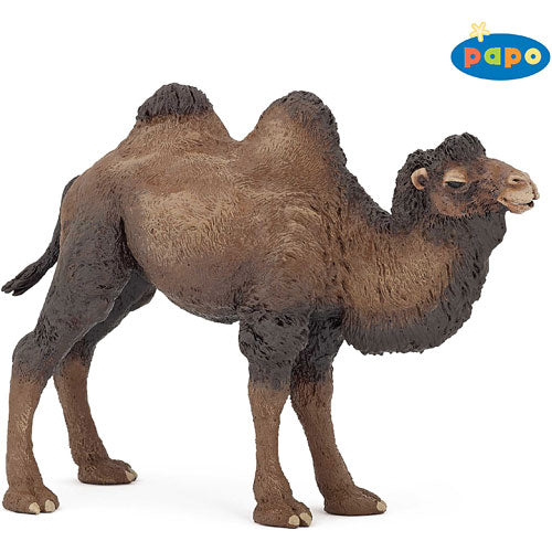Bactrain camel