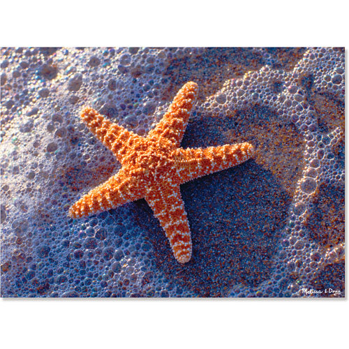 300 pieces Sun-Kissed Sea Star Cardboard Jigsaw