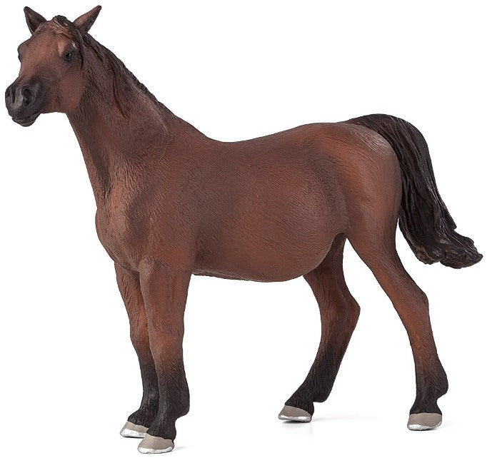 Arabian Mare in Foal