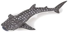 Young Whale Shark Papo