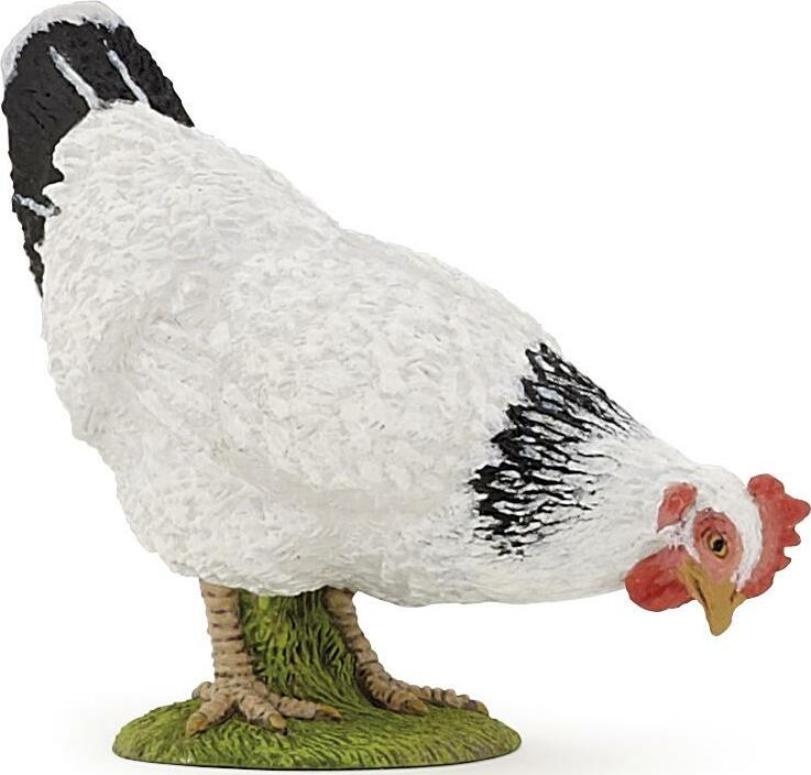 Pecking White Hen
