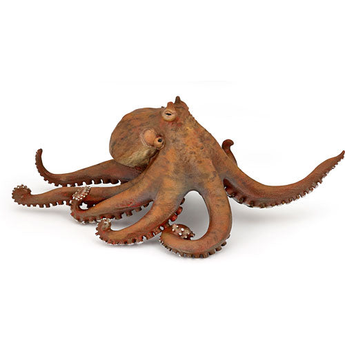 Octopus