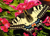 500 pc Butterfly