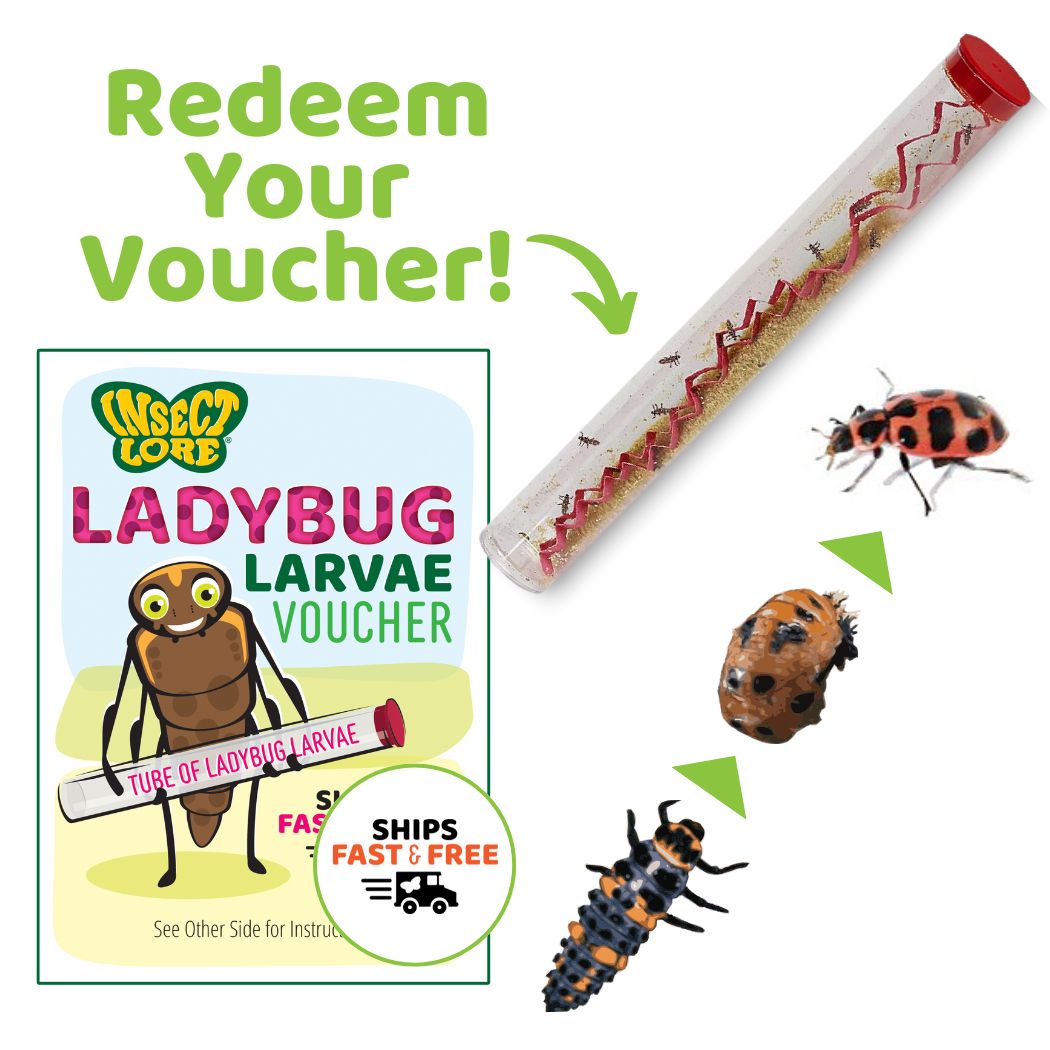 Ladybug Land with Prepaid Voucher