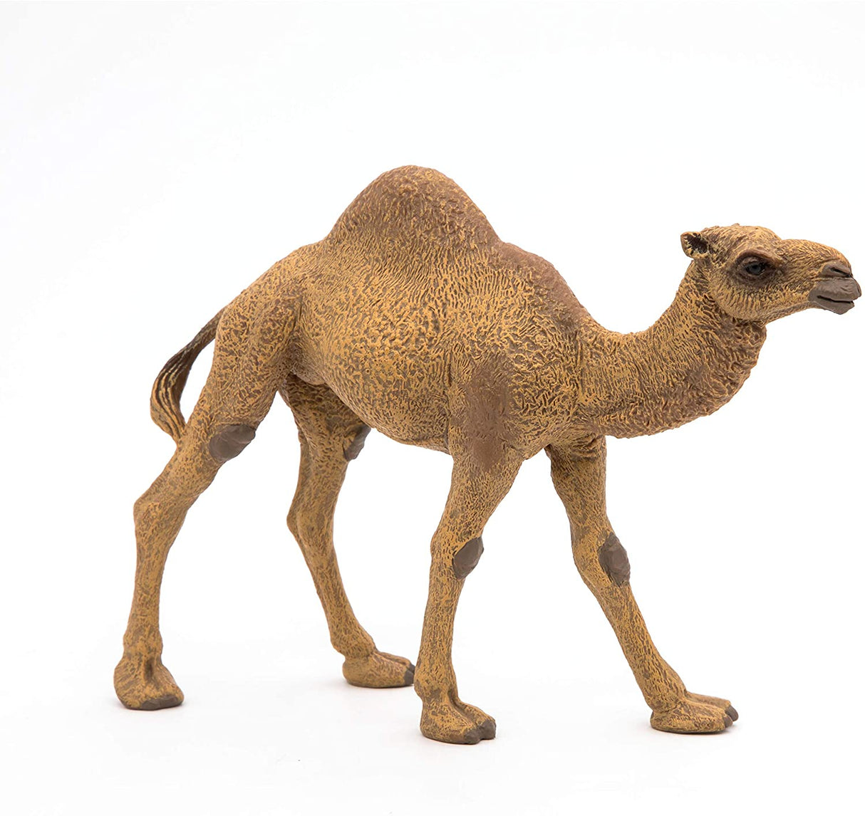Dromedary