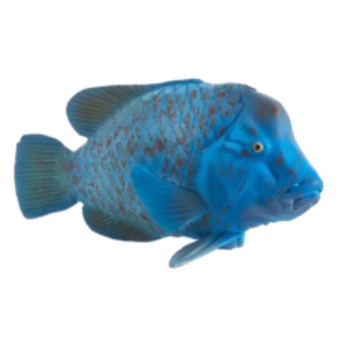 Blue Groper