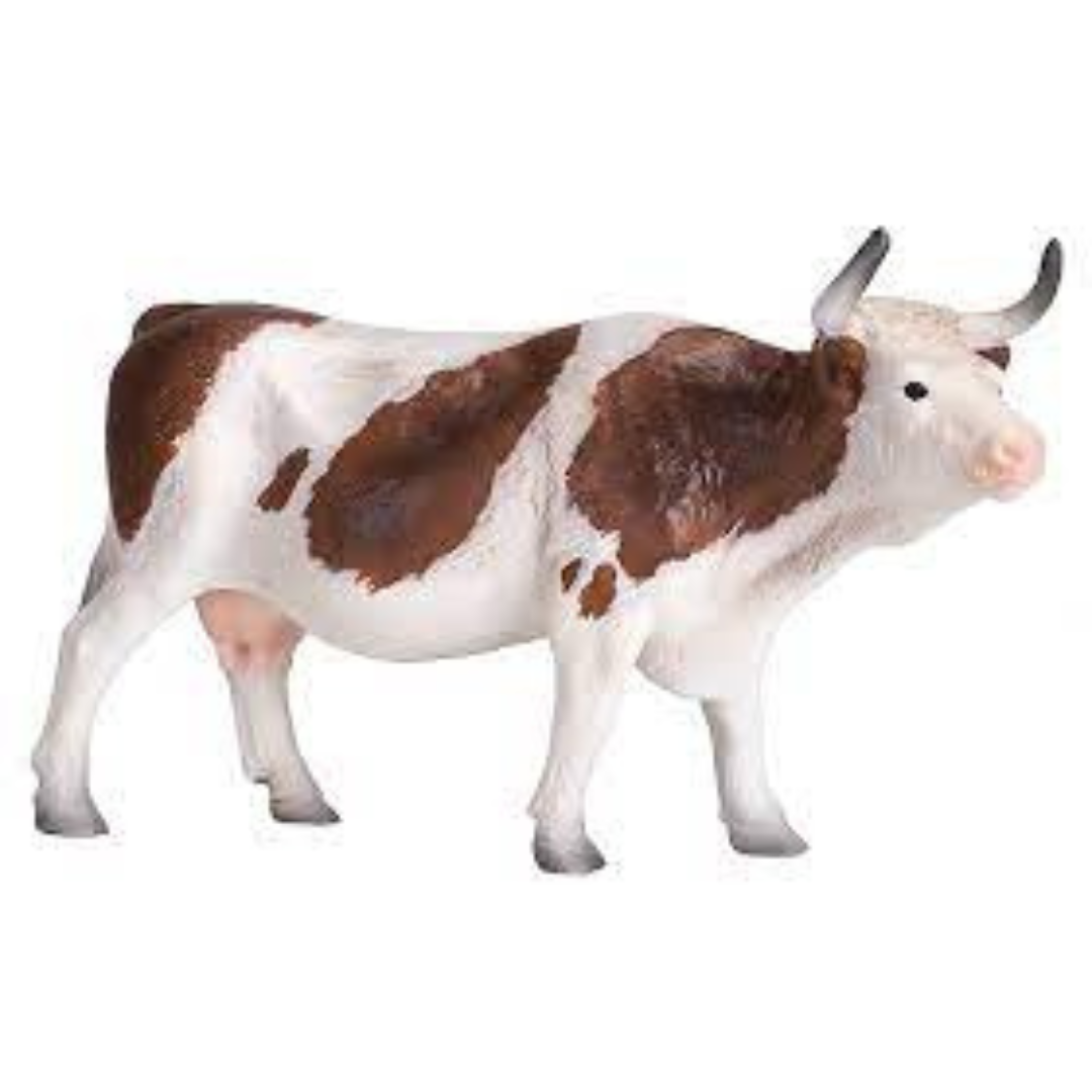Simmental Cow