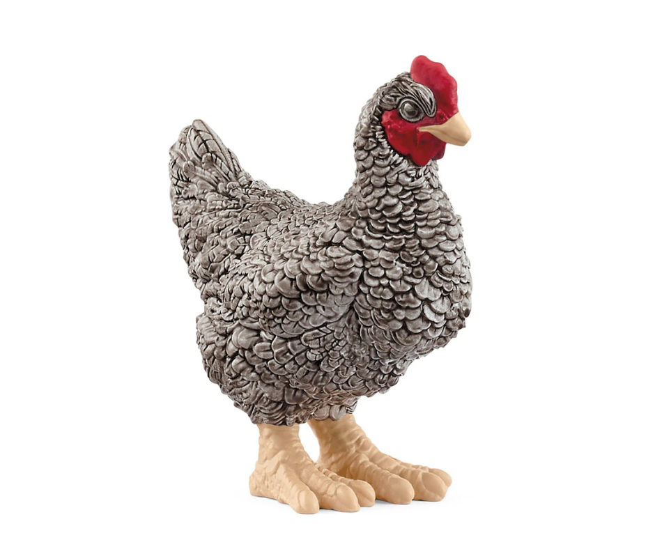 Plymouth Rock Chicken