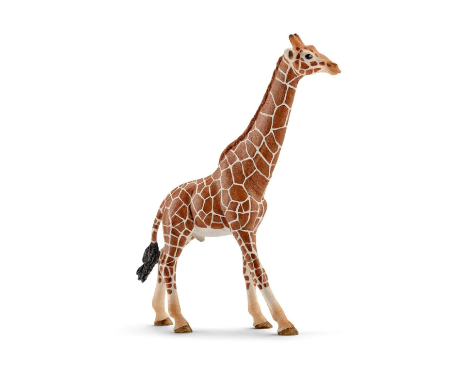 Giraffe Male