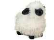 Shiloh Sheep
