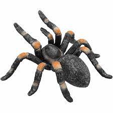 Red Kneed Tarantula