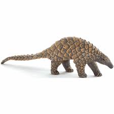 Indian Pangolin