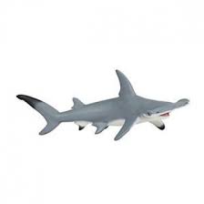Blacktip Reef Shark