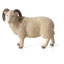 Sheep Ram