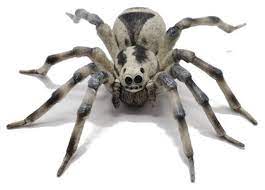 Papo Tarantula