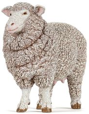 Merinos Ewe