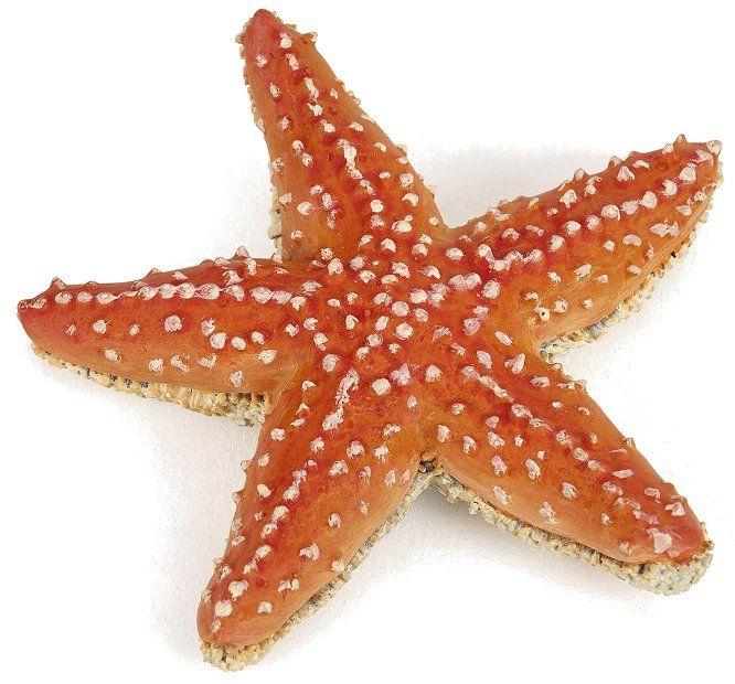 Starfish - Toy Box Michigan