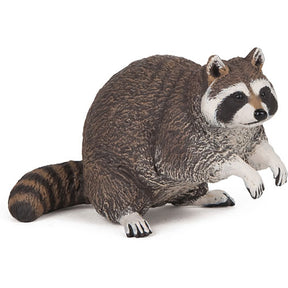 Racoon