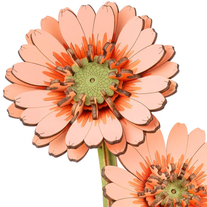 Light Orange Gerber Daisy