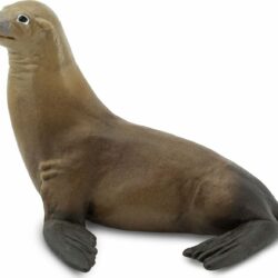 Sea Lion